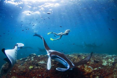 Snorkeling with Manta Ray Snorkeling with Manta Ray