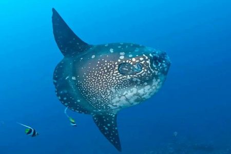 nusapenidaisland-batansabocottage-nusapenidahotels-snorkelingtripinnusapenida2 nusapenidaisland-batansabocottage-nusapenidahotels-snorkelingtripinnusapenida2